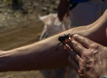 A IDEWM participant holding a large insect